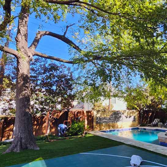 Tree Service