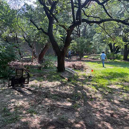 Tree Service