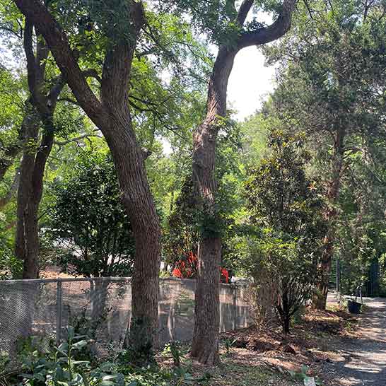 Tree Service